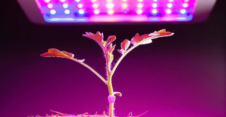 هر آنچه باید از LED مخصوص رشد گیاه بدانید!